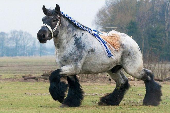 Percheron konj