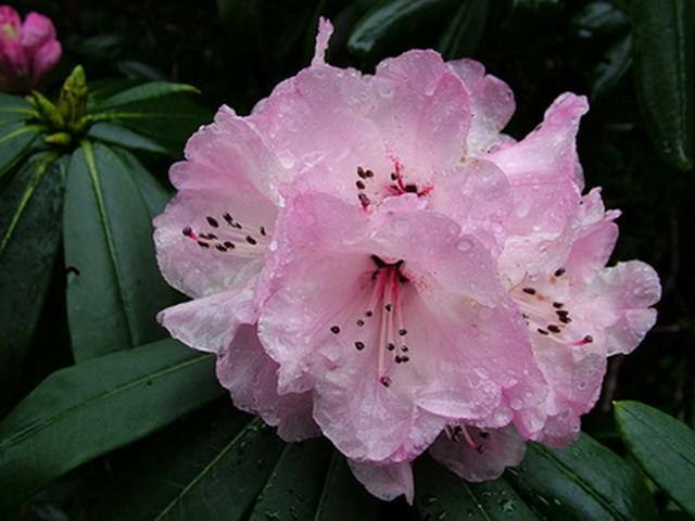 rhododendron de schlippenbach