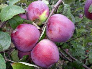 Description and characteristics of the Imant apple tree, planting and growing rules