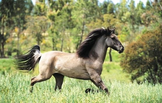 Sorraya άλογο