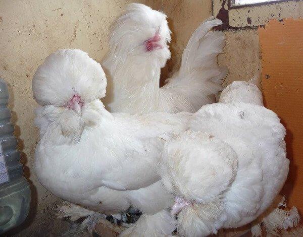 pollos esponjosos Sultanka