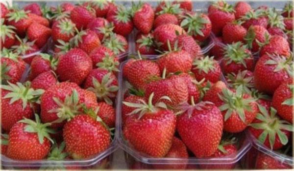 growing strawberry Mascot,
