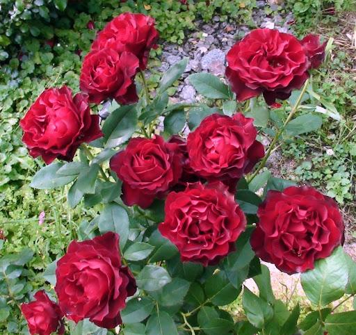 rosas na paganini rose