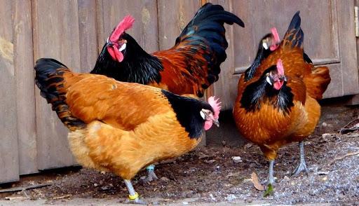 forwerk breed of chickens