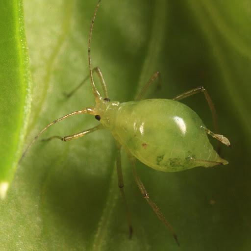Common aphid