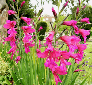 Description of the Byzantine gladiolus and the rules of planting and care in the open field