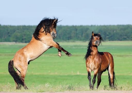 Calul de harnașie din Belarus