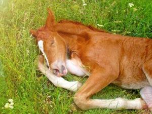 Hvordan og hvor meget heste sover, og hvordan man skaber optimale forhold for deres hvile