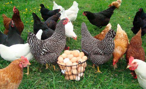 תרנגולות רבות