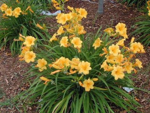 daylilies flowers