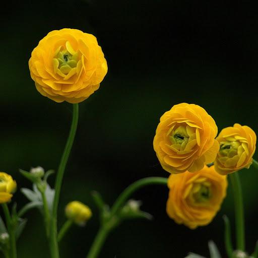garden buttercups Acrid