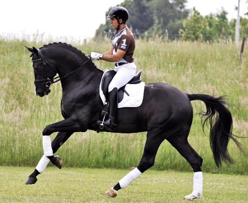 nederlands warmbloedig paard