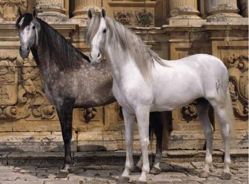 Andalusian hevonen