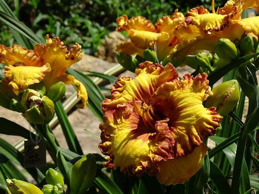 Taglilien Blumen