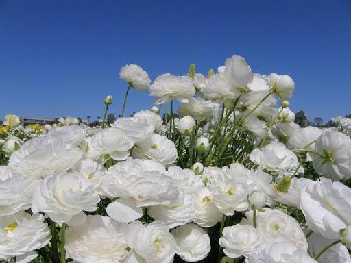 beyaz düğünçiçekleri