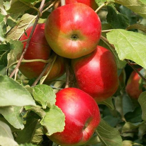 omenapuun sarakkeen ostankino