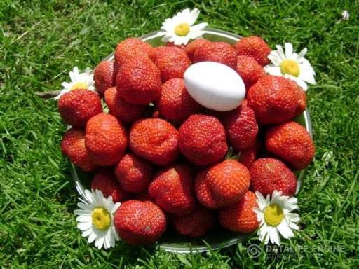 growing strawberries Honey