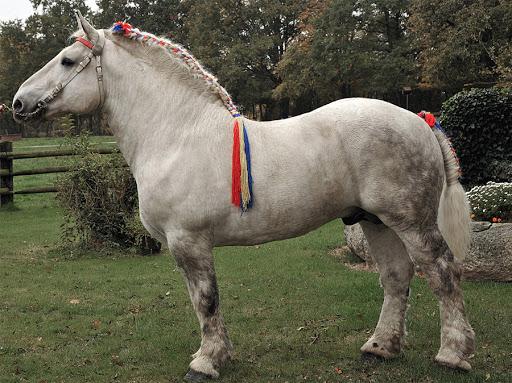 kôň Percheron