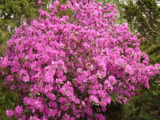 daurian rhododendrons