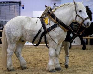 Caractéristiques et caractéristiques de l'élevage de grands chevaux de traction de race russe