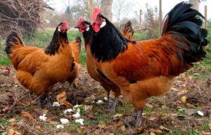 وصف وخصائص دجاج سلالة فورفيرك ، قواعد الحفظ والتربية