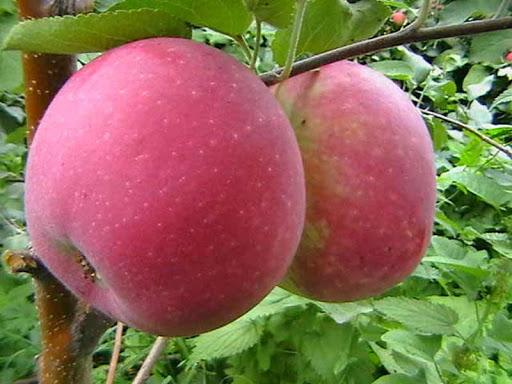 Apfelbäume für Sibirien Tolunay