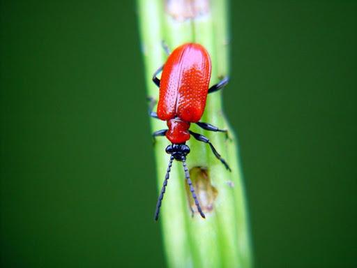 Coléoptères rouges ou hochets