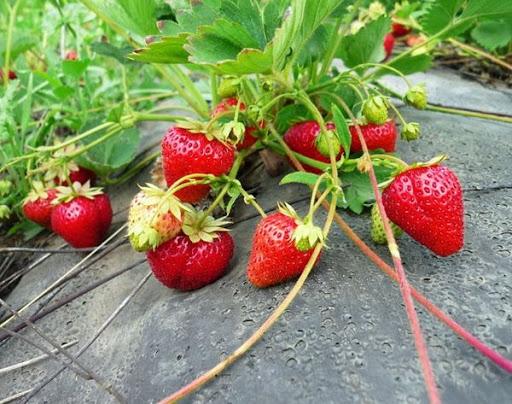 hinog na mga strawberry
