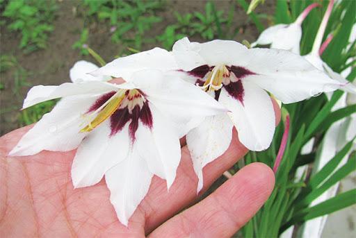 voňavý gladiolus acidander