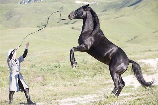 Giống ngựa Kabardian