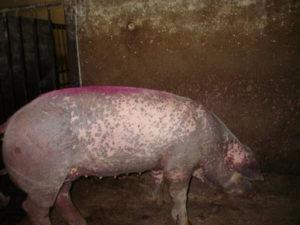 Arten und Symptome von Hautkrankheiten bei Schweinen, Behandlung und Vorbeugung