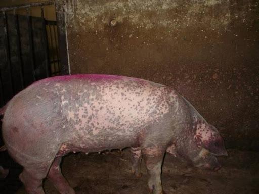 hudsjukdomar hos grisar