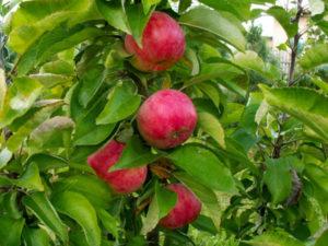 Opis i cechy kolumnowej odmiany jabłek Vasyugan, sadzenie i pielęgnacja