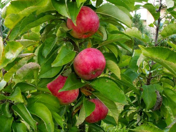 เสาต้นแอปเปิ้ล vasyugan