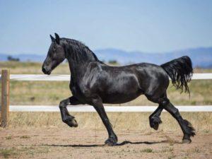 General characteristics of black horses, color variations, animal species