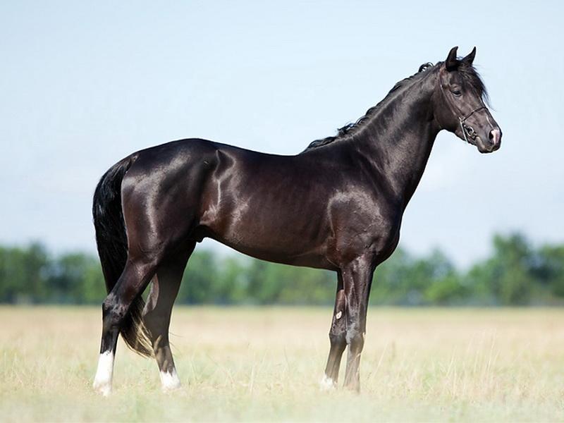 melns zirgs
