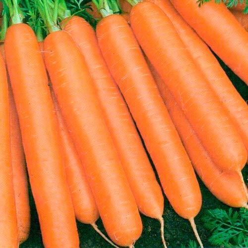 rijpe wortelen
