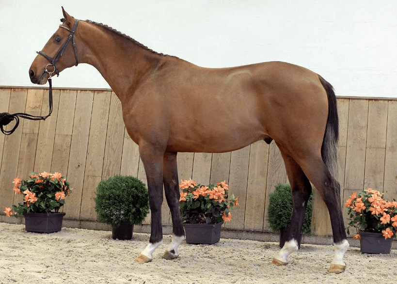 nizozemski toplokrvni konj