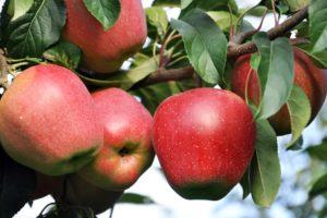 Descripción y características de los manzanos de Gloucester, reglas de plantación y cultivo.