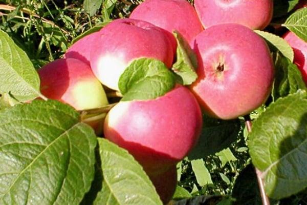 stabla jabuka za Sibirski Bayan