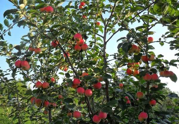 almafák a szibériai