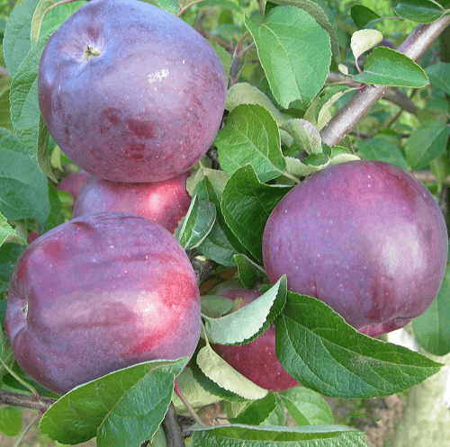 ābolu imants