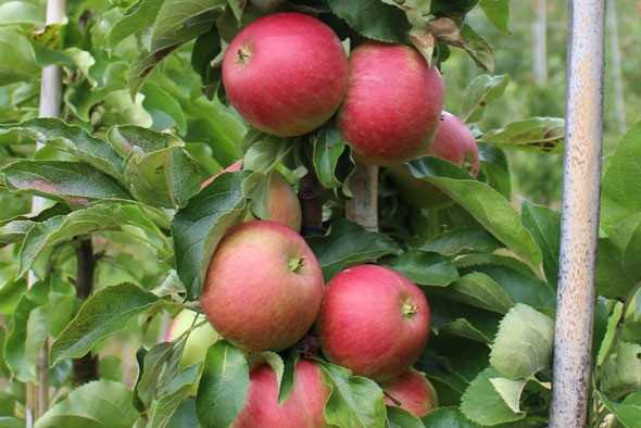 cây táo cột vasyugan