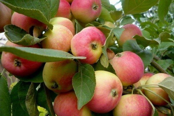 Apfelbäume für Sibirien Alyonushka