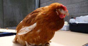 Co dělat, když kuře má ucpanou strumu, příčiny a ošetření
