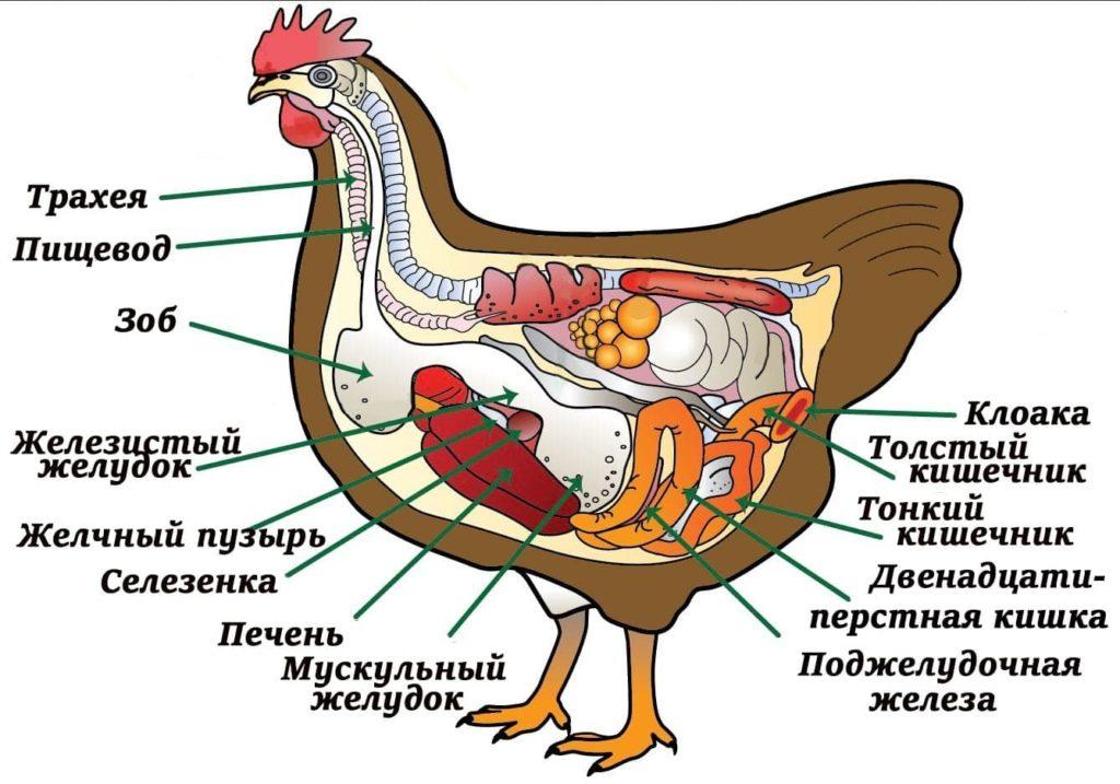 schemat kurczaka