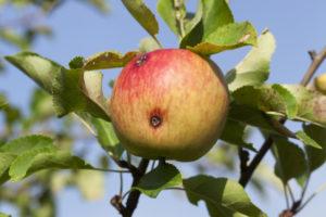Kā rīkoties ar tārpiem āboliem un kad tos izsmidzināt, apstrādes noteikumi