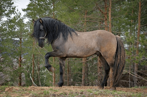 Vyatka Pferd