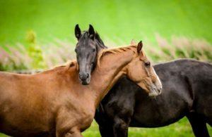 Arten von Pferdekreuzungen und Grundregeln