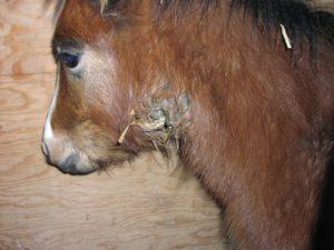 L’agent causant i símptomes del rentat en cavalls, mètodes de tractament i mètodes de prevenció